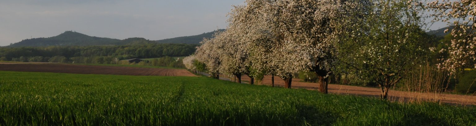 Blick auf Niedenstein