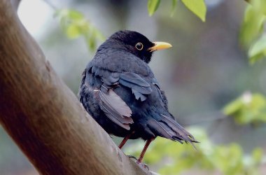 Amsel im Baum