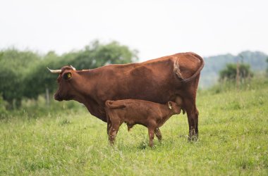 Rotes Höhenvieh auf der Kreistierweide